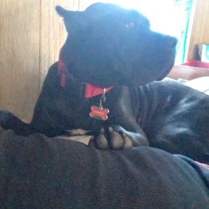 Meet your Posher, Jesse